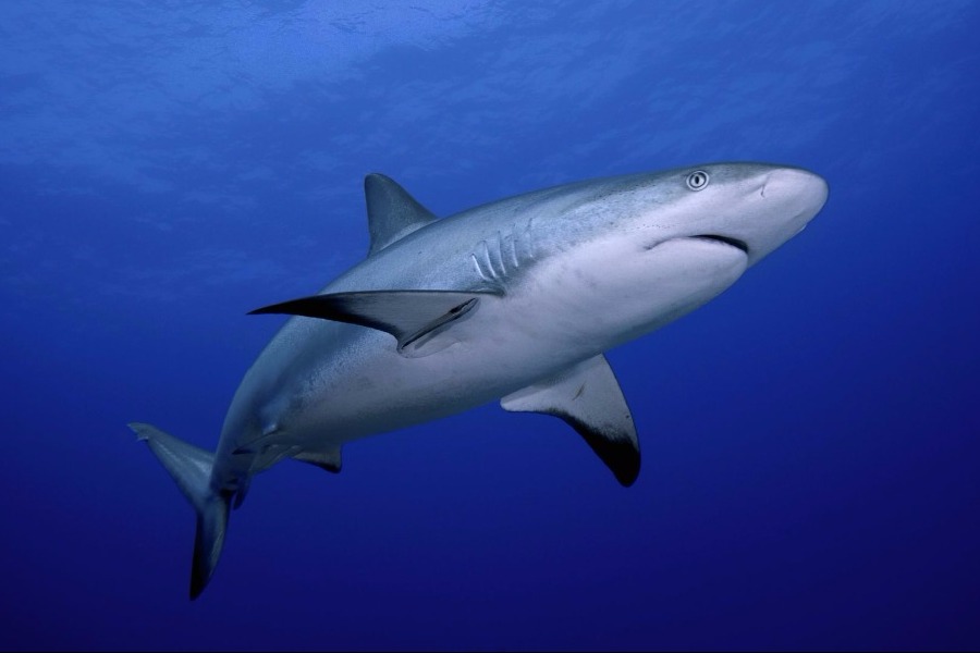 Ψάρεψαν καρχαρία 200 κιλών στην Λήμνο - Φωτογραφία 1