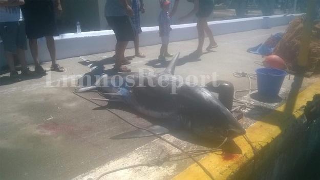 Ψάρεψαν καρχαρία 200 κιλών στην Λήμνο - Φωτογραφία 3