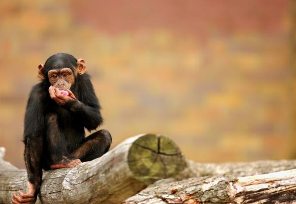 Και οι χιμπατζίδες πάσχουν από Αλτσχάιμερ - Φωτογραφία 1