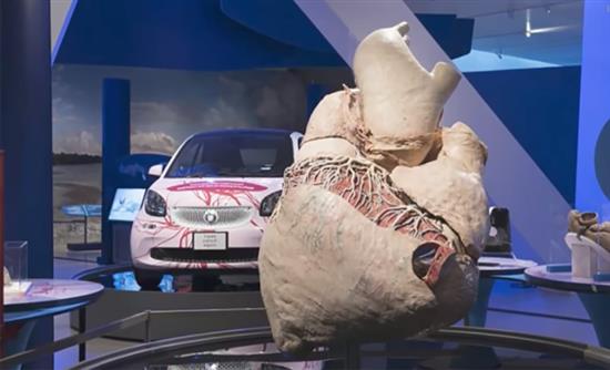 Η μεγαλύτερη καρδιά στον κόσμο σε μουσείο του Τορόντο - Φωτογραφία 1