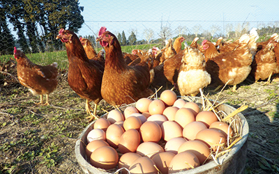Μαζικά αποσύρονται τα αβγά από τα ράφια στην Γερμανία, την Ολλανδία και το Βέλγιο λόγω των φόβων ότι είναι τοξικά. - Φωτογραφία 1