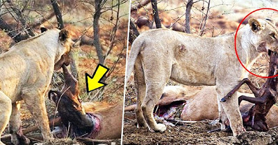 Λιοντάρι ανακαλύπτει ότι το ελάφι που μόλις έφαγε ήταν έγκυος, ...Θα τρελαθείς αν δεις τι έκανε!! - Φωτογραφία 1