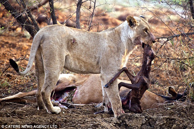 Λιοντάρι ανακαλύπτει ότι το ελάφι που μόλις έφαγε ήταν έγκυος, ...Θα τρελαθείς αν δεις τι έκανε!! - Φωτογραφία 2