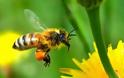 Τι θα συμβεί στον πλανήτη εάν εξαφανιστούν οι μέλισσες; Κοινοποιήστε να μάθει ο κόσμος!