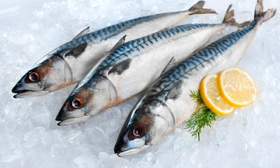 Κολιός, ψάρι με μεγάλη διατροφική αξία σε ωμέγα-3 λιπαρά οξέα. Οι διαφορές του από το σκουμπρί - Φωτογραφία 2