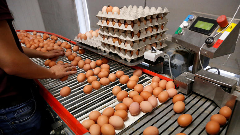 ΠΡΟΣΟΧΗ  μολυσμένα με fipronil   .....Φουντώνει το σκάνδαλο των μολυσμένων αυγών στην Ευρώπη - Φωτογραφία 1