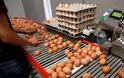 ΠΡΟΣΟΧΗ  μολυσμένα με fipronil   .....Φουντώνει το σκάνδαλο των μολυσμένων αυγών στην Ευρώπη