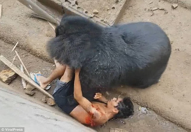 ΚΡΑΥΓΕΣ ΤΡΟΜΟΥ-Τουρίστας κοροϊδεύει αρκούδα.Η επίθεσή της ήταν βίαιη.(εικονες-βίντεο) - Φωτογραφία 1