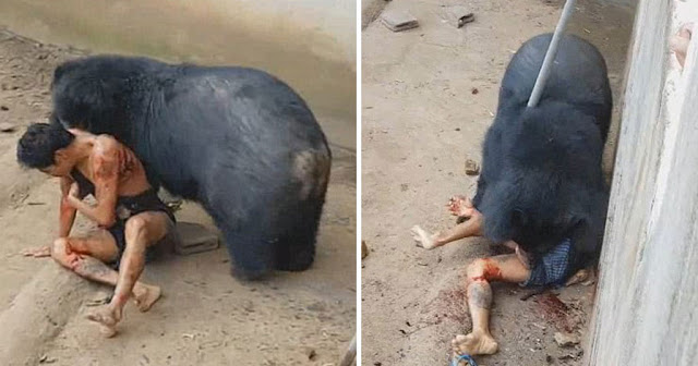 ΚΡΑΥΓΕΣ ΤΡΟΜΟΥ-Τουρίστας κοροϊδεύει αρκούδα.Η επίθεσή της ήταν βίαιη.(εικονες-βίντεο) - Φωτογραφία 2
