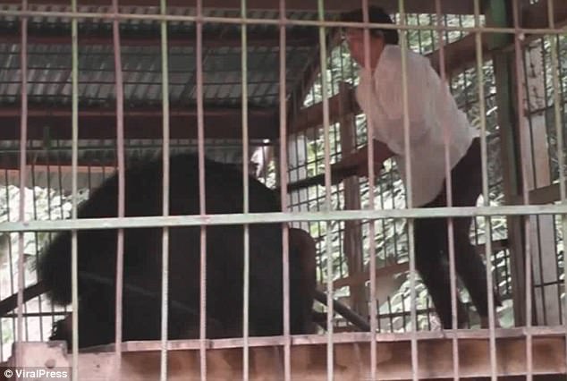 ΚΡΑΥΓΕΣ ΤΡΟΜΟΥ-Τουρίστας κοροϊδεύει αρκούδα.Η επίθεσή της ήταν βίαιη.(εικονες-βίντεο) - Φωτογραφία 5