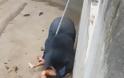 ΚΡΑΥΓΕΣ ΤΡΟΜΟΥ-Τουρίστας κοροϊδεύει αρκούδα.Η επίθεσή της ήταν βίαιη.(εικονες-βίντεο) - Φωτογραφία 3