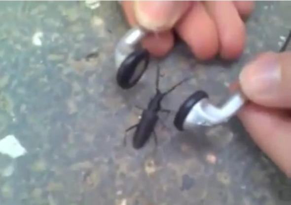 Έντομο ακούει μέταλ και χτυπιέται στον ρυθμό (Video) - Φωτογραφία 1