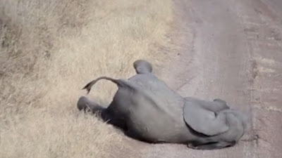 Μυθικό: αυτό το ελεφαντάκι κάνει το... θέατρο του αιώνα! [video] - Φωτογραφία 1