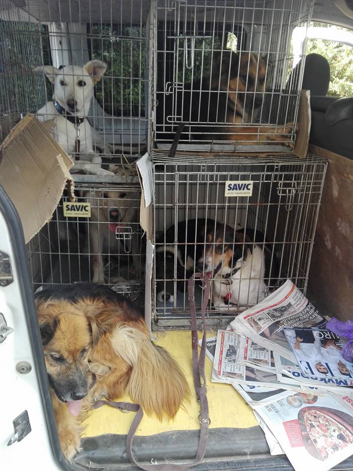 Οι ήρωες που έσωσαν 35 εγκλωβισμένα σκυλιά στο Καπανδρίτι - Φωτογραφία 10