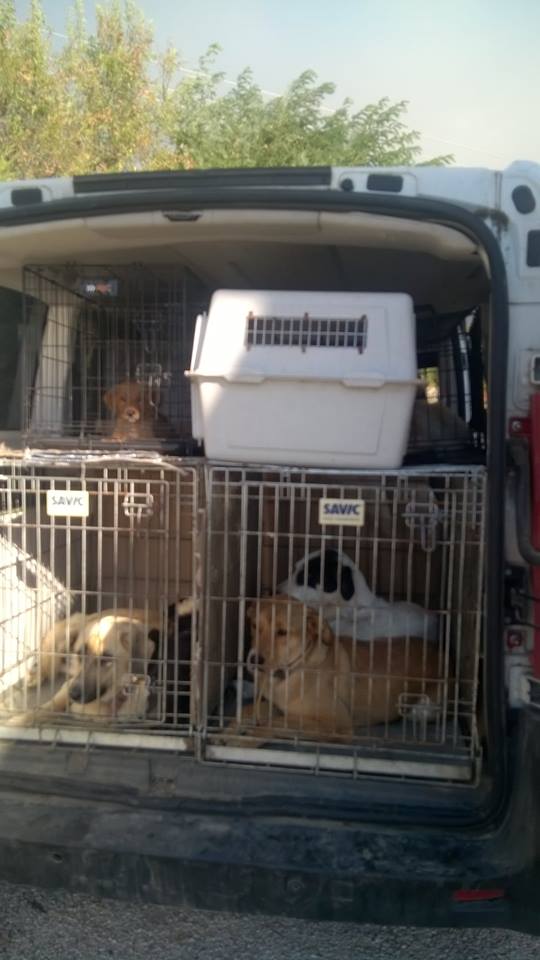 Οι ήρωες που έσωσαν 35 εγκλωβισμένα σκυλιά στο Καπανδρίτι - Φωτογραφία 3