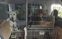 Οι ήρωες που έσωσαν 35 εγκλωβισμένα σκυλιά στο Καπανδρίτι - Φωτογραφία 10