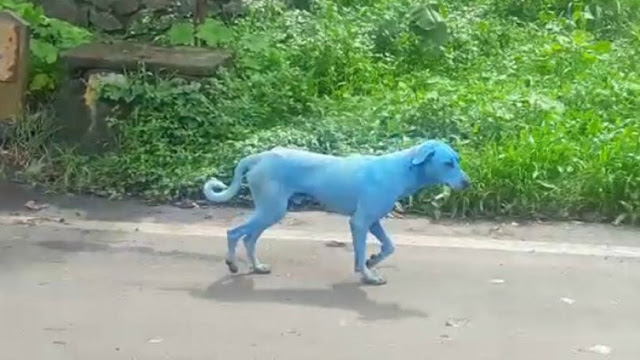 Φρίκη!..Η μόλυνση στην Ινδία κάνει τα σκυλιά ..μπλε!! (ΕΙΚΌΝΕΣ) - Φωτογραφία 1
