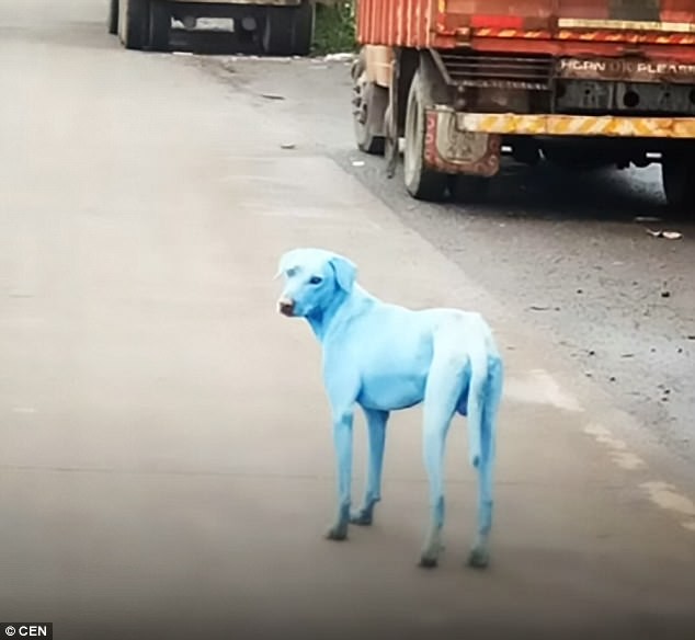 Φρίκη!..Η μόλυνση στην Ινδία κάνει τα σκυλιά ..μπλε!! (ΕΙΚΌΝΕΣ) - Φωτογραφία 2