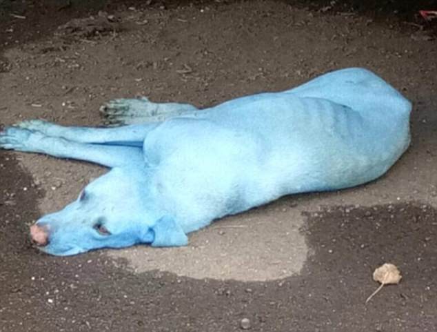 Φρίκη!..Η μόλυνση στην Ινδία κάνει τα σκυλιά ..μπλε!! (ΕΙΚΌΝΕΣ) - Φωτογραφία 3