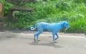 Φρίκη!..Η μόλυνση στην Ινδία κάνει τα σκυλιά ..μπλε!! (ΕΙΚΌΝΕΣ)