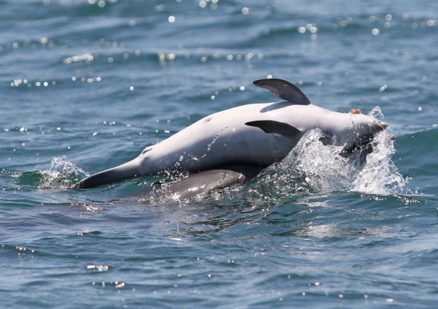 Ραγίζει καρδιές το θηλυκό δελφίνι που κουβαλάει το νεκρό μωρό του στην πλάτη στα νερά του Αμβρακικού.[photos+video] - Φωτογραφία 1