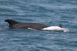 Ραγίζει καρδιές το θηλυκό δελφίνι που κουβαλάει το νεκρό μωρό του στην πλάτη στα νερά του Αμβρακικού.[photos+video] - Φωτογραφία 3
