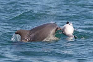 Ραγίζει καρδιές το θηλυκό δελφίνι που κουβαλάει το νεκρό μωρό του στην πλάτη στα νερά του Αμβρακικού.[photos+video] - Φωτογραφία 5