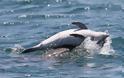 Ραγίζει καρδιές το θηλυκό δελφίνι που κουβαλάει το νεκρό μωρό του στην πλάτη στα νερά του Αμβρακικού.[photos+video]