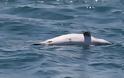 Ραγίζει καρδιές το θηλυκό δελφίνι που κουβαλάει το νεκρό μωρό του στην πλάτη στα νερά του Αμβρακικού.[photos+video] - Φωτογραφία 2