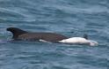 Ραγίζει καρδιές το θηλυκό δελφίνι που κουβαλάει το νεκρό μωρό του στην πλάτη στα νερά του Αμβρακικού.[photos+video] - Φωτογραφία 3