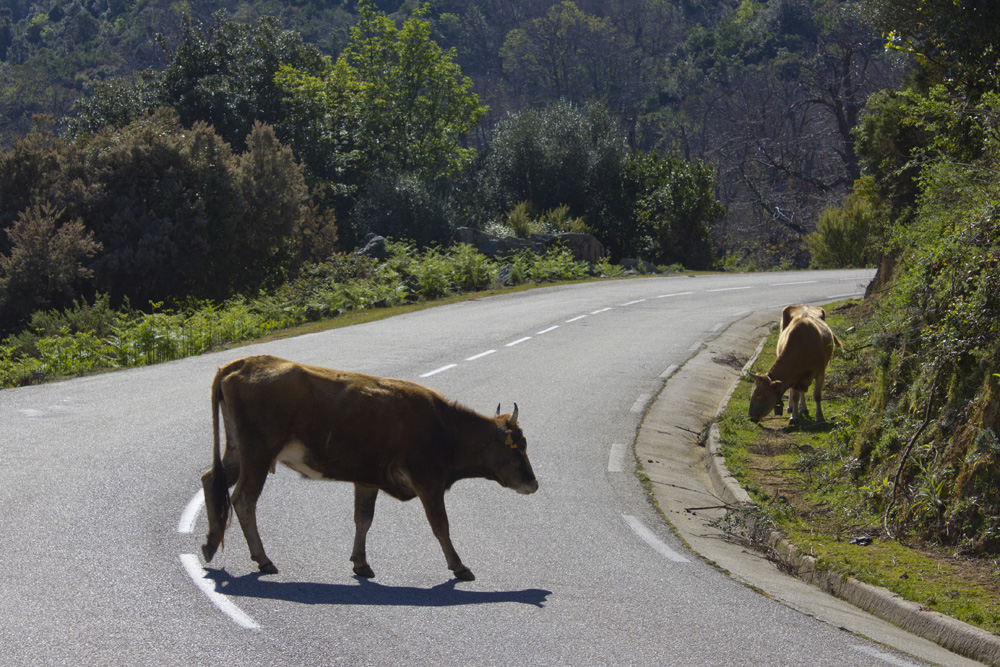 Η ατραξιόν της Κορσικής:40.000 άγριες αγελάδες που δεν γουστάρουν..selfie!! - Φωτογραφία 12