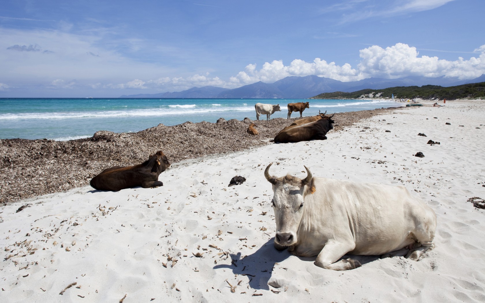 Η ατραξιόν της Κορσικής:40.000 άγριες αγελάδες που δεν γουστάρουν..selfie!! - Φωτογραφία 13