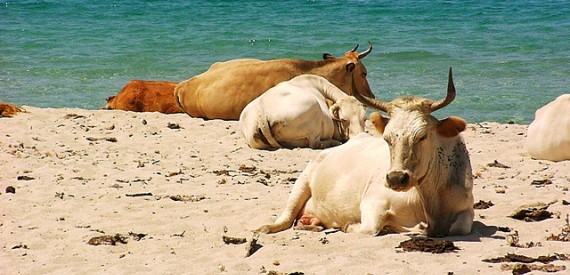 Η ατραξιόν της Κορσικής:40.000 άγριες αγελάδες που δεν γουστάρουν..selfie!! - Φωτογραφία 8