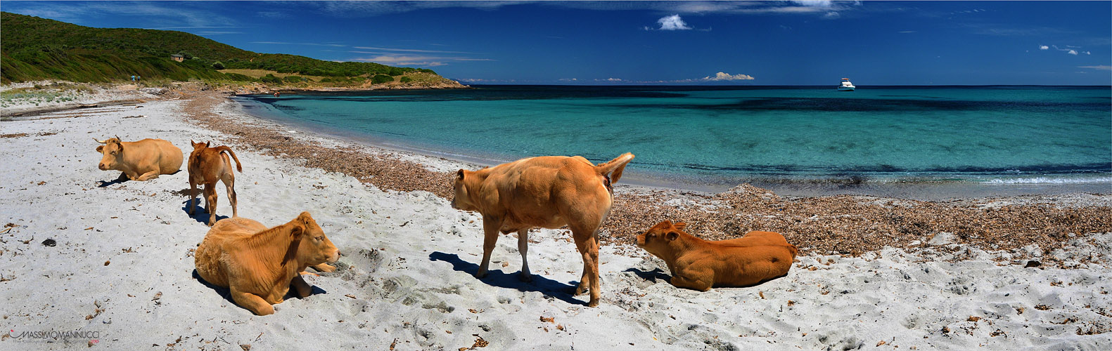 Η ατραξιόν της Κορσικής:40.000 άγριες αγελάδες που δεν γουστάρουν..selfie!! - Φωτογραφία 9