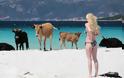 Η ατραξιόν της Κορσικής:40.000 άγριες αγελάδες που δεν γουστάρουν..selfie!! - Φωτογραφία 1