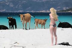 Η ατραξιόν της Κορσικής:40.000 άγριες αγελάδες που δεν γουστάρουν..selfie!!