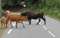 Η ατραξιόν της Κορσικής:40.000 άγριες αγελάδες που δεν γουστάρουν..selfie!! - Φωτογραφία 10