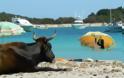Η ατραξιόν της Κορσικής:40.000 άγριες αγελάδες που δεν γουστάρουν..selfie!! - Φωτογραφία 11