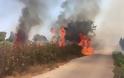 Συνελήφθη Τούρκος που επιχειρούσε να βάλει φωτιά κοντά στην Εγνατία Οδό