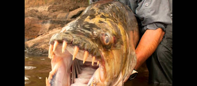 Goliath Tigerfish-Το 50 κιλών τέρας του Κονγκό σκόρπισε τον τρόμο - Φωτογραφία 1