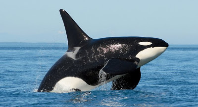 Πόσες ομοιότητες μπορεί να έχουν οι «φάλαινες δολοφόνοι» με τον άνθρωπο - Φωτογραφία 1