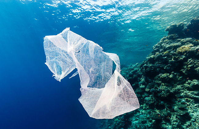 Η πλαστική σακούλα στα πιο θανατηφόρα απορρίμματα για τη θαλάσσια ζωή - Φωτογραφία 1