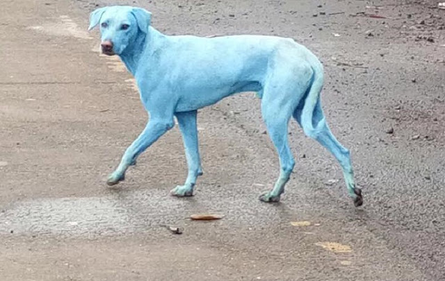 Οι... μπλε σκύλοι της Μουμπάι (Βίντεο) - Φωτογραφία 1