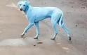 Οι... μπλε σκύλοι της Μουμπάι (Βίντεο)
