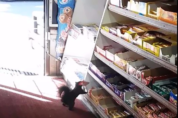 Σκίουρος πιάστηκε επ' αυτοφώρω να κλέβει σοκολάτες! Video - Φωτογραφία 1