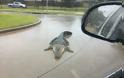 Ο τυφώνας  Χάρβεϊ έβγαλε στους δρόμους τους αλιγάτορες.!! Βιβλικές καταστροφές!! - Φωτογραφία 7