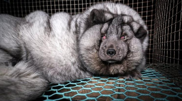 Κτηνωδία: Μετατρέπουν τις αλεπούδες σε τέρατα για να παράγουν περισσότερη γούνα! - Φωτογραφία 1