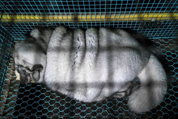 Κτηνωδία: Μετατρέπουν τις αλεπούδες σε τέρατα για να παράγουν περισσότερη γούνα! - Φωτογραφία 4