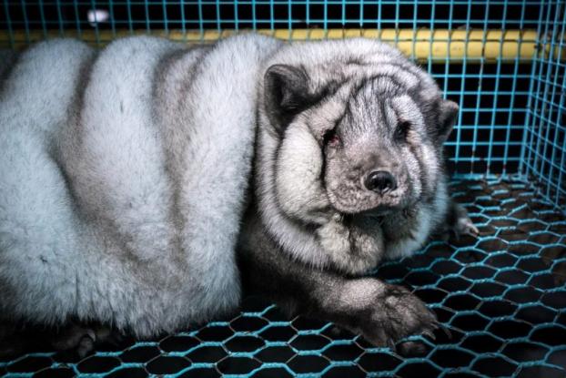 Κτηνωδία: Μετατρέπουν τις αλεπούδες σε τέρατα για να παράγουν περισσότερη γούνα! - Φωτογραφία 6
