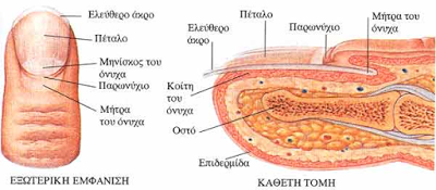 Μελάνωμα στο νύχι, στις άκρες των δακτύλων. Σκούρες γραμμές στα νύχια μπορεί να οφείλονται σε αιμάτωμα ή καρκίνο; - Φωτογραφία 2